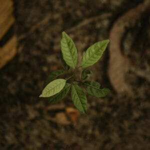 sapling growing after forest fire